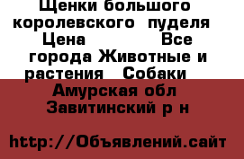 Щенки большого (королевского) пуделя › Цена ­ 25 000 - Все города Животные и растения » Собаки   . Амурская обл.,Завитинский р-н